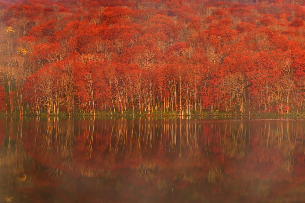 red and green trees beside body of water