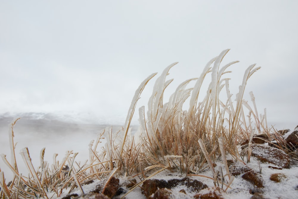 brown grass on white snow covered ground
