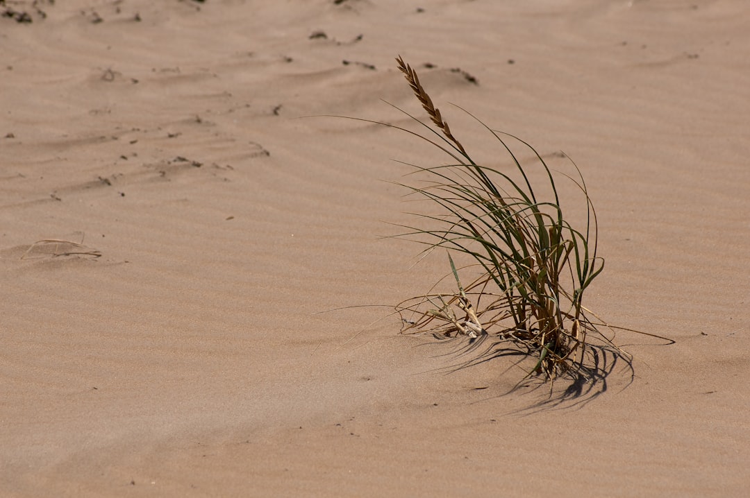 brown grass on white sand