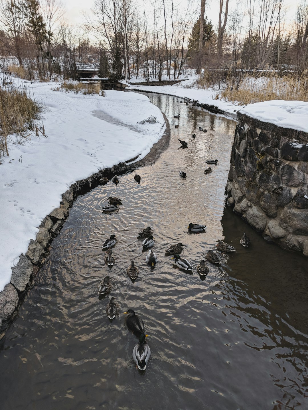 flock of birds on river during daytime