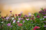 Close-up of vibrant wildflowers blooming near the resort’s walking trails.