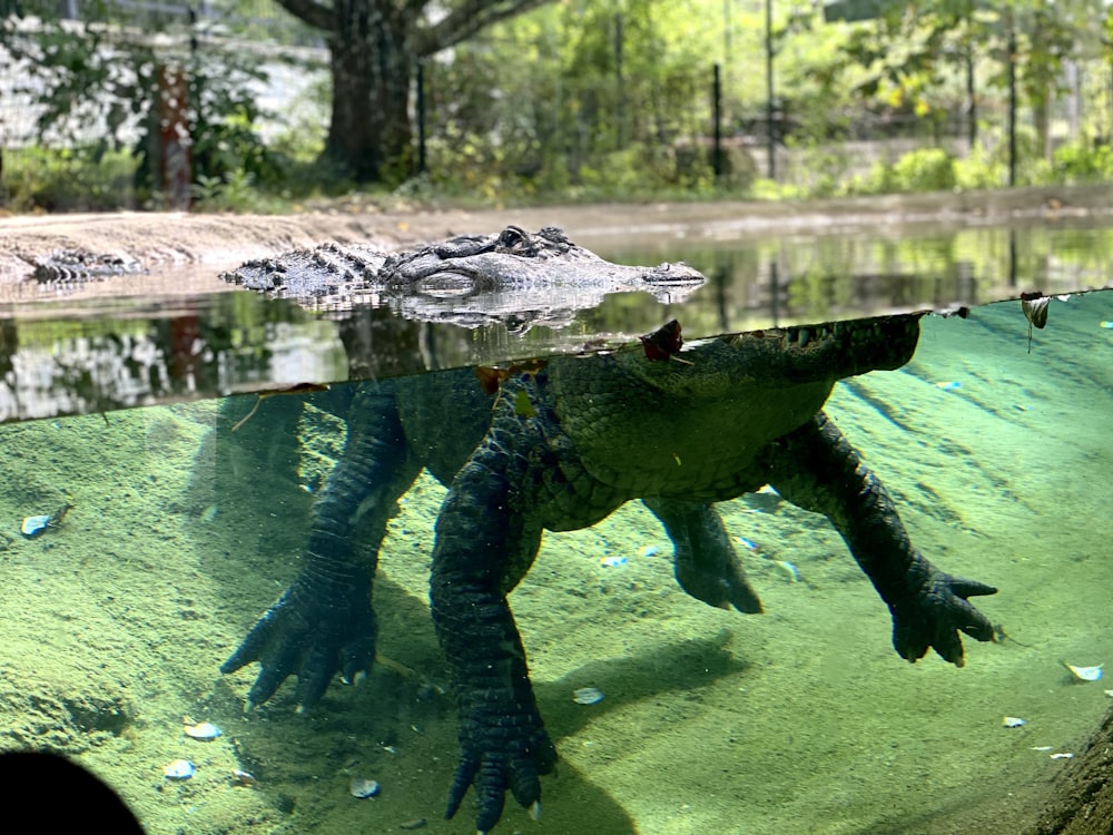 black crocodile on body of water during daytime