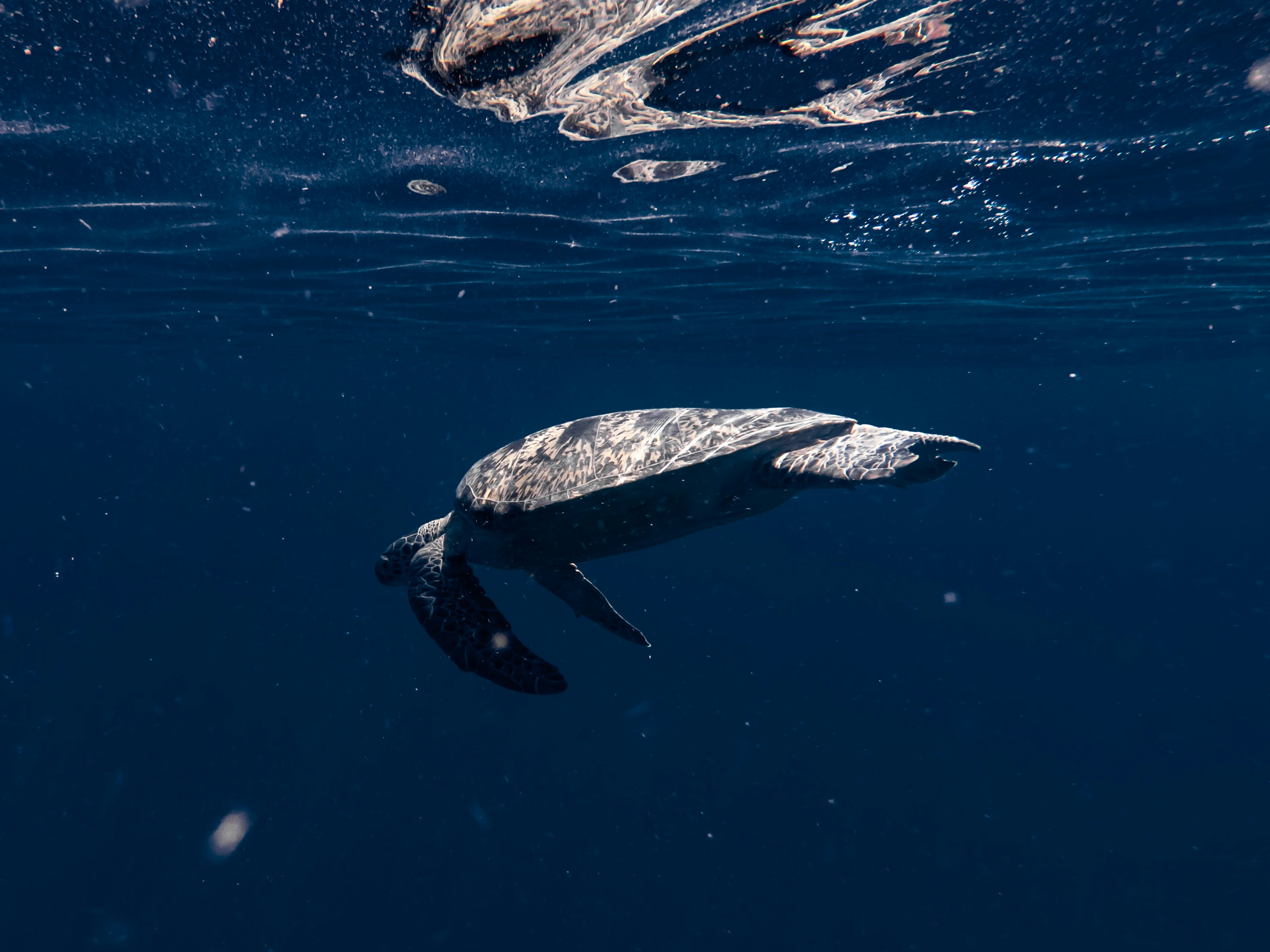 gray and white rock on blue water