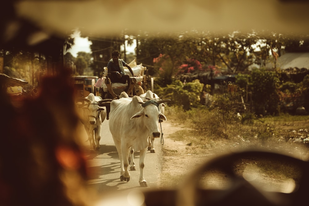 Foto en escala de grises de la vaca en el campo