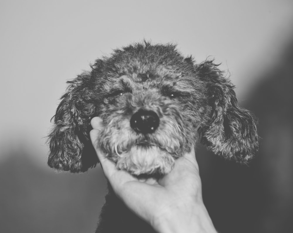 grayscale photo of curly coated small dog