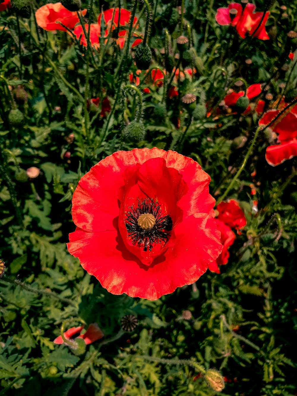 red flower with green leaves