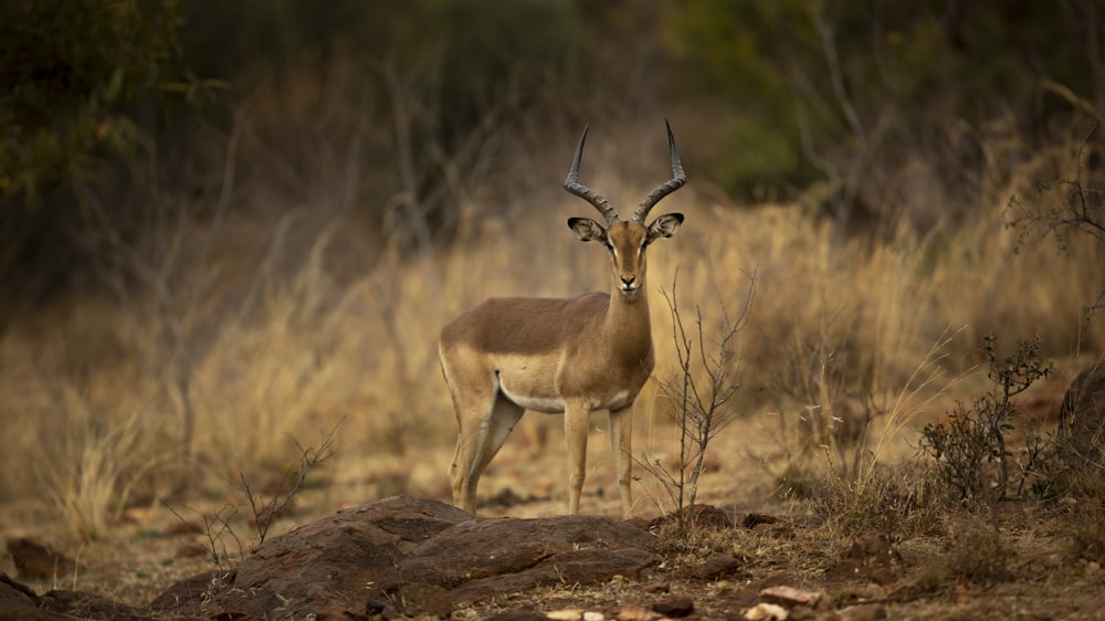 Cerf brun sur un champ d’herbe brune pendant la journée