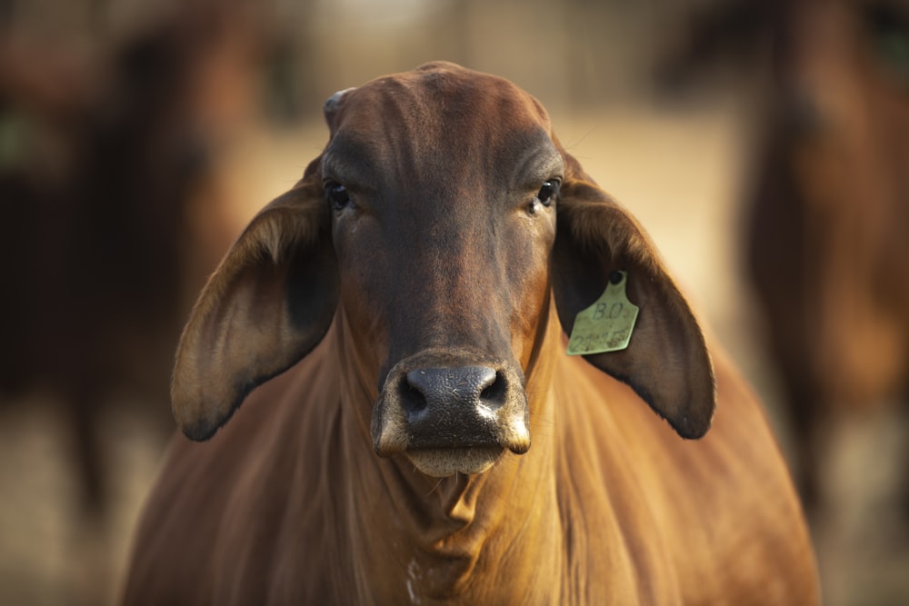 brown cow in close up photography