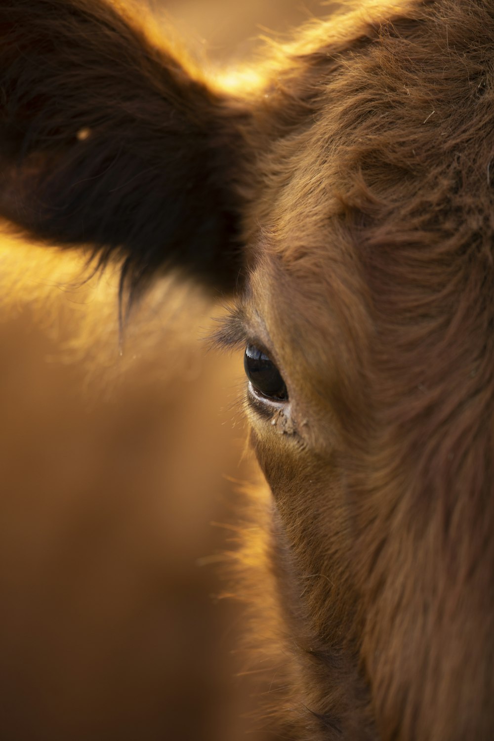 brown horse with black eye