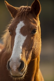 brown and white horse head