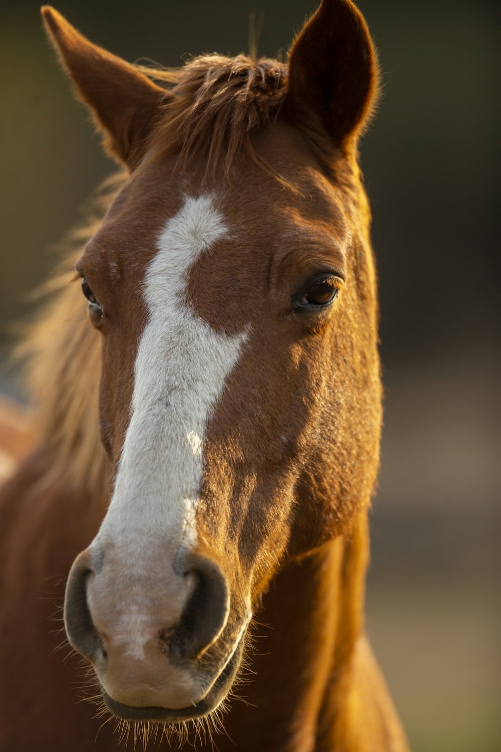 Cabeza de caballo marrón y blanco