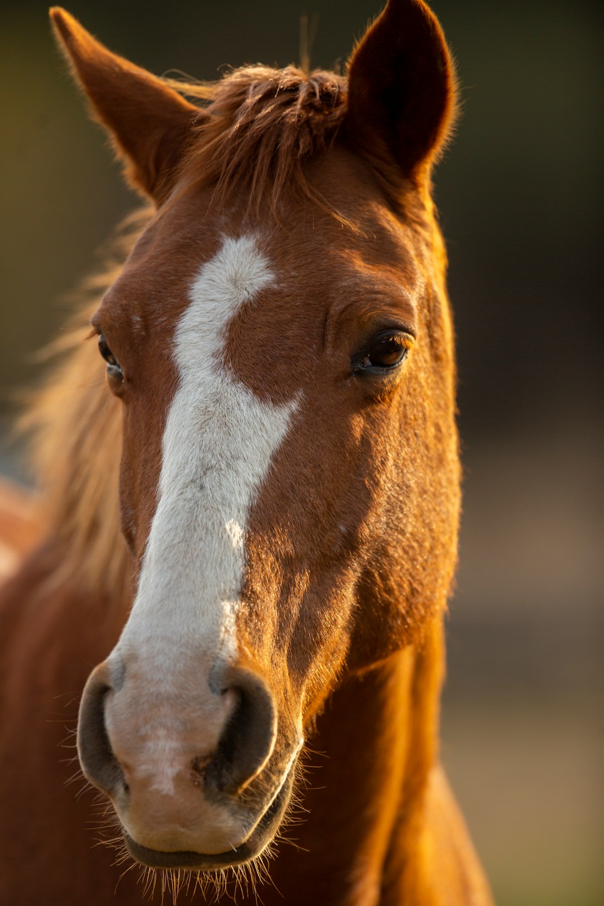 All American Quarter Horse Congress