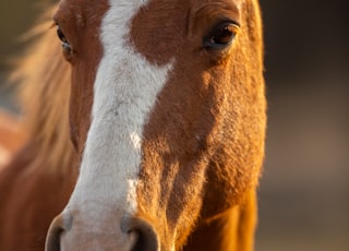 brown and white horse head