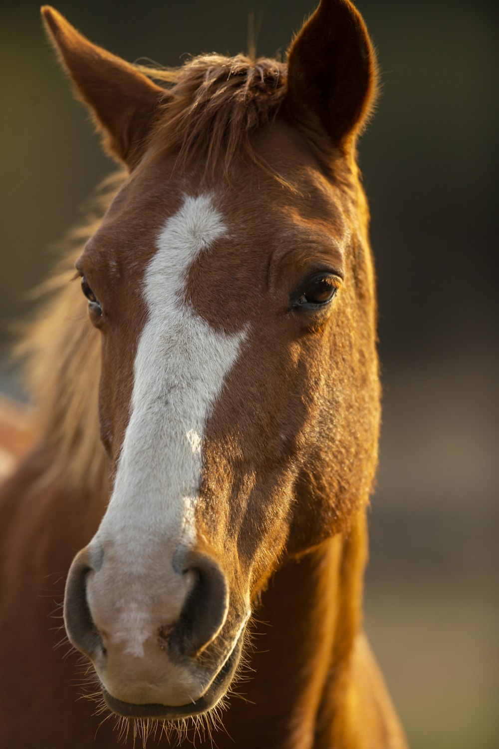 Brown horse close-up photography photo – Free Horse Image on Unsplash