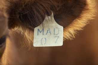 A close-up view of a cow's ear with a white ear tag marked with the blue letters and numbers 'MAD 07'. The surrounding fur is a mix of dark and light brown, and the background is softly blurred.