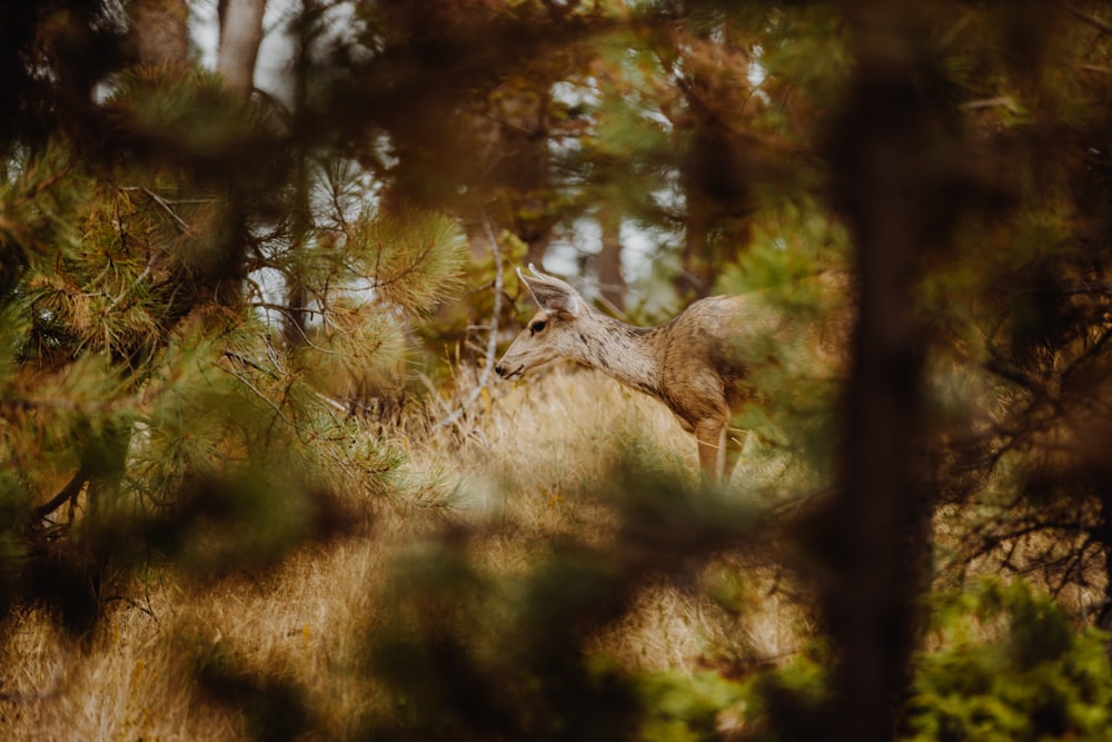 brown deer on brown grass during daytime