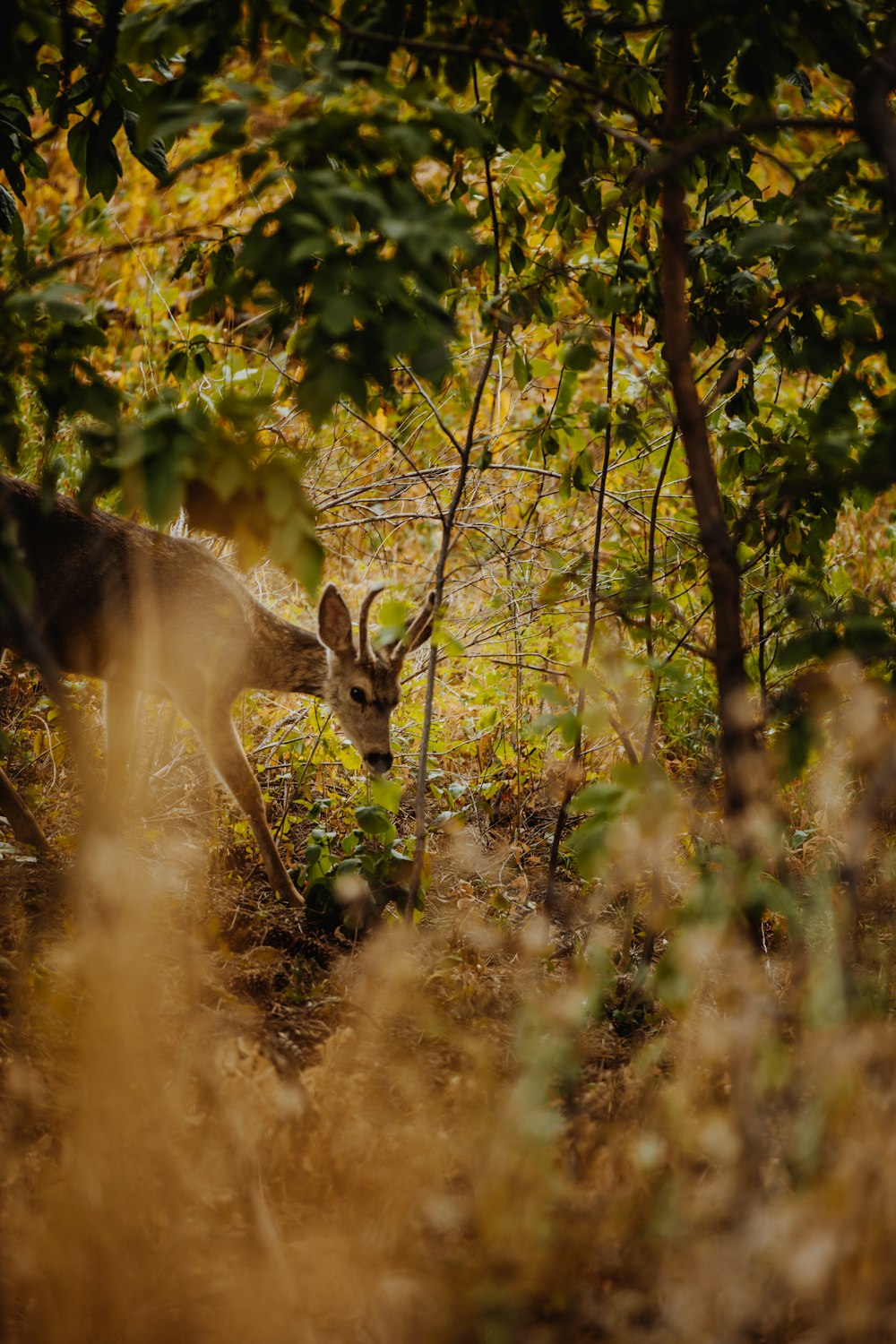 brown deer on green grass during daytime