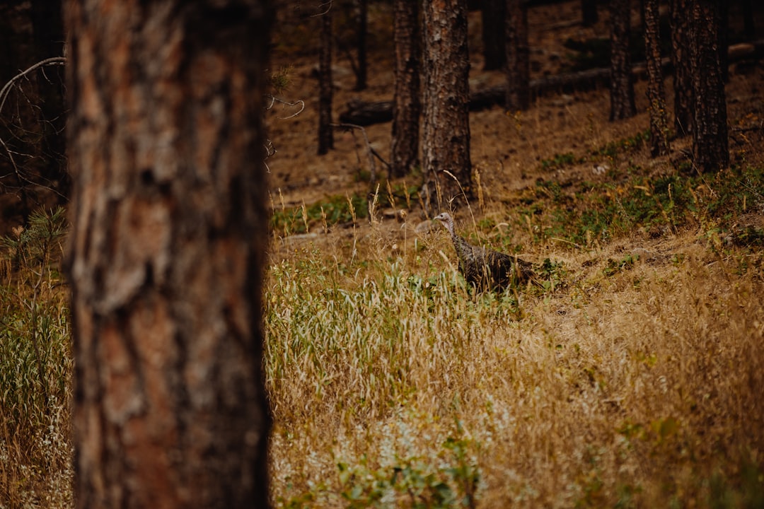 brown tree trunk on green grass field