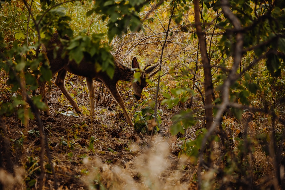 brown deer standing on brown dried leaves during daytime