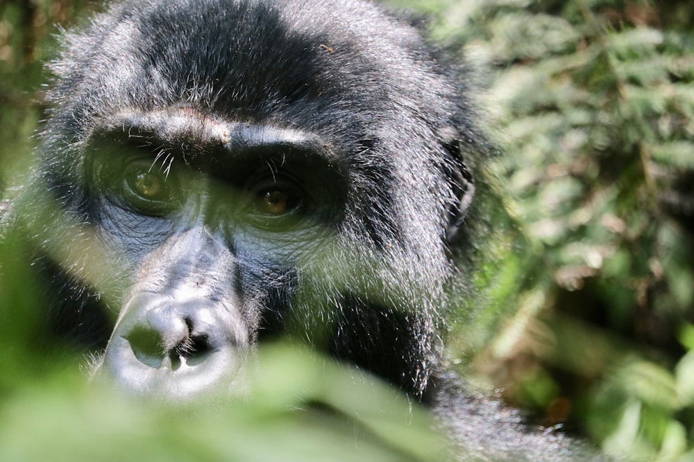 black gorilla on green grass during daytime