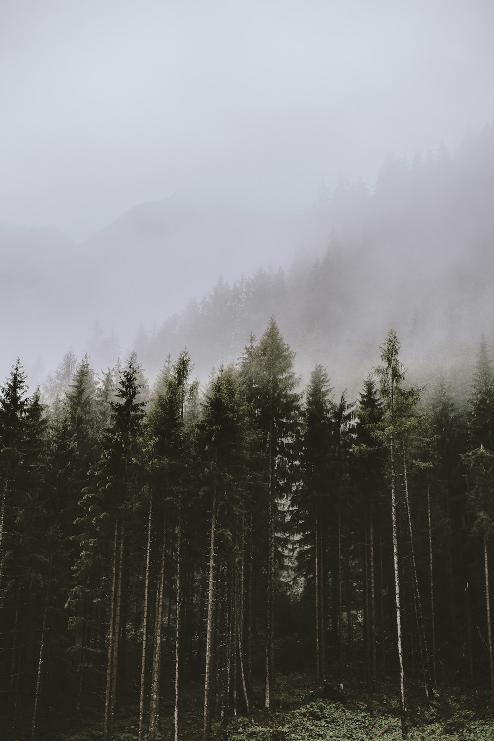 green pine trees covered with fog