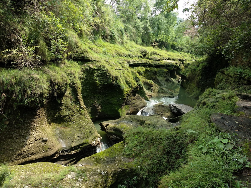 river in the middle of the forest