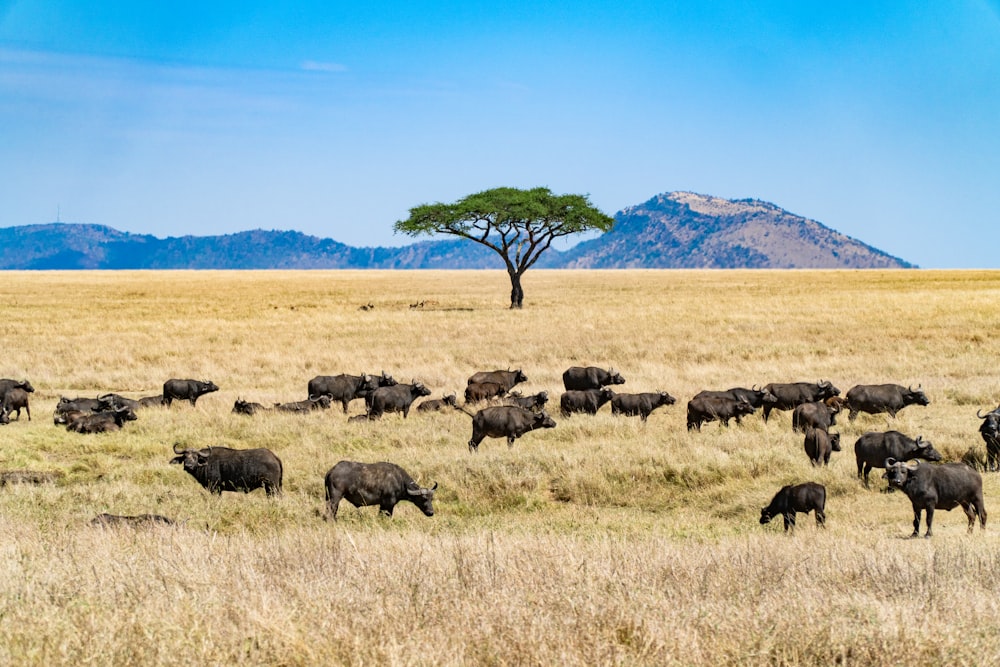 manada de animales negros y marrones en el campo de hierba marrón durante el día