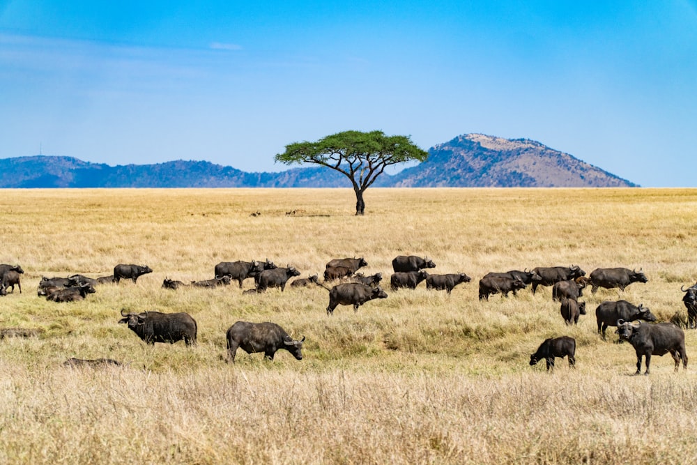 troupeau d’animaux noirs et bruns sur un champ d’herbe brune pendant la journée