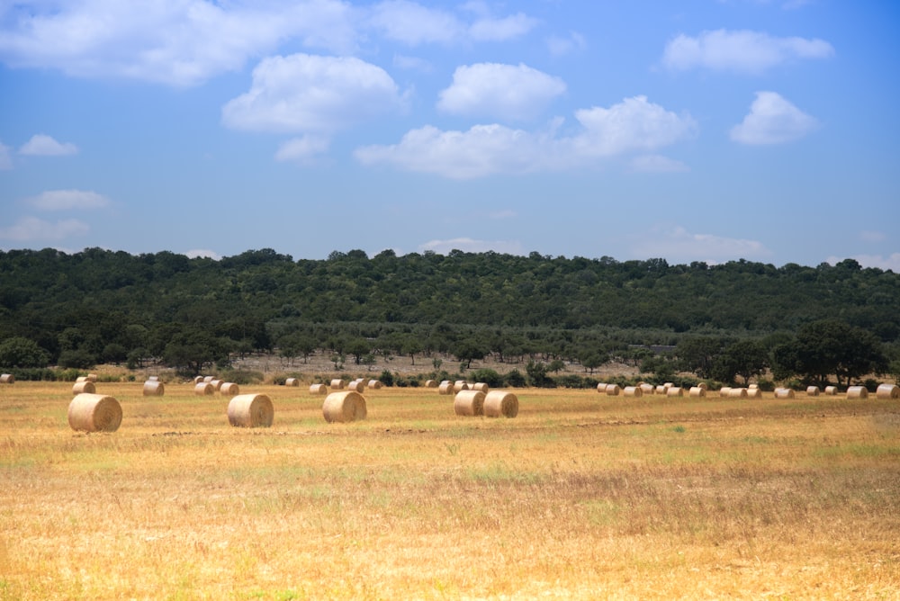 Campo de hierba marrón bajo el cielo azul durante el día