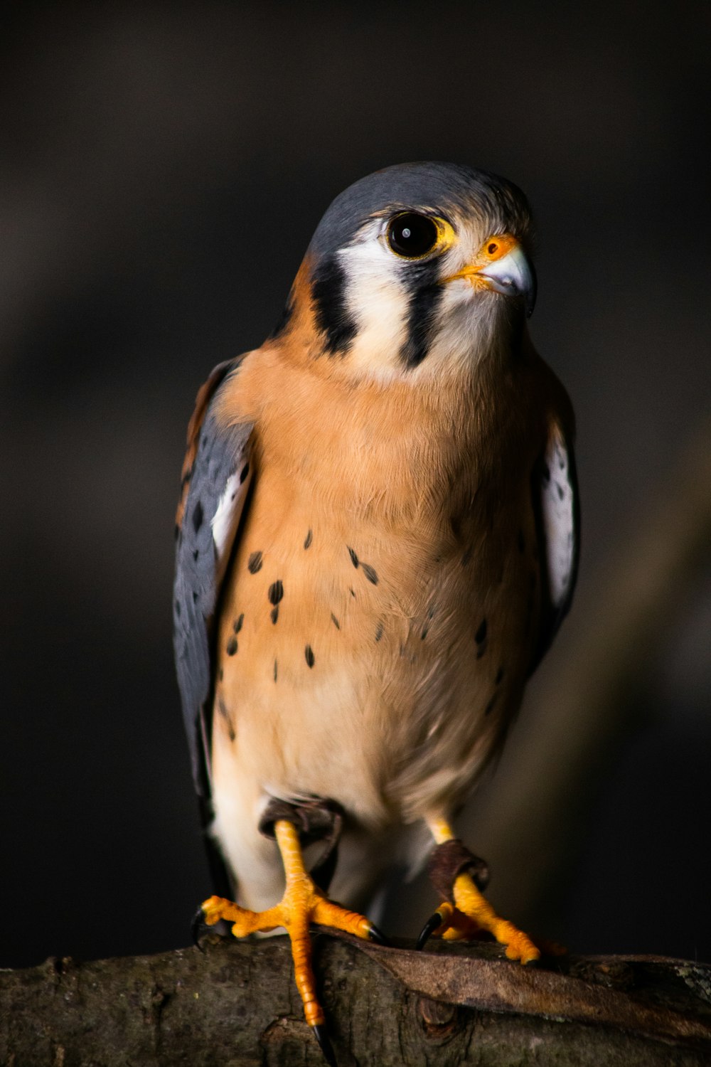 brown and white bird in close up photography