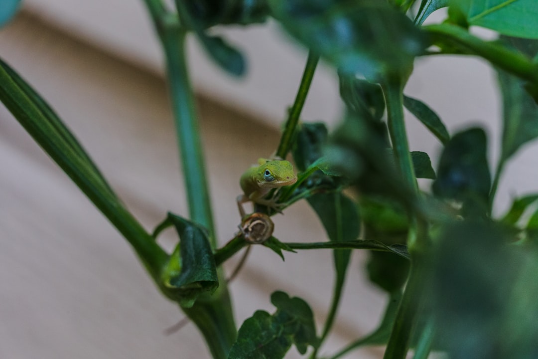 green frog on green plant