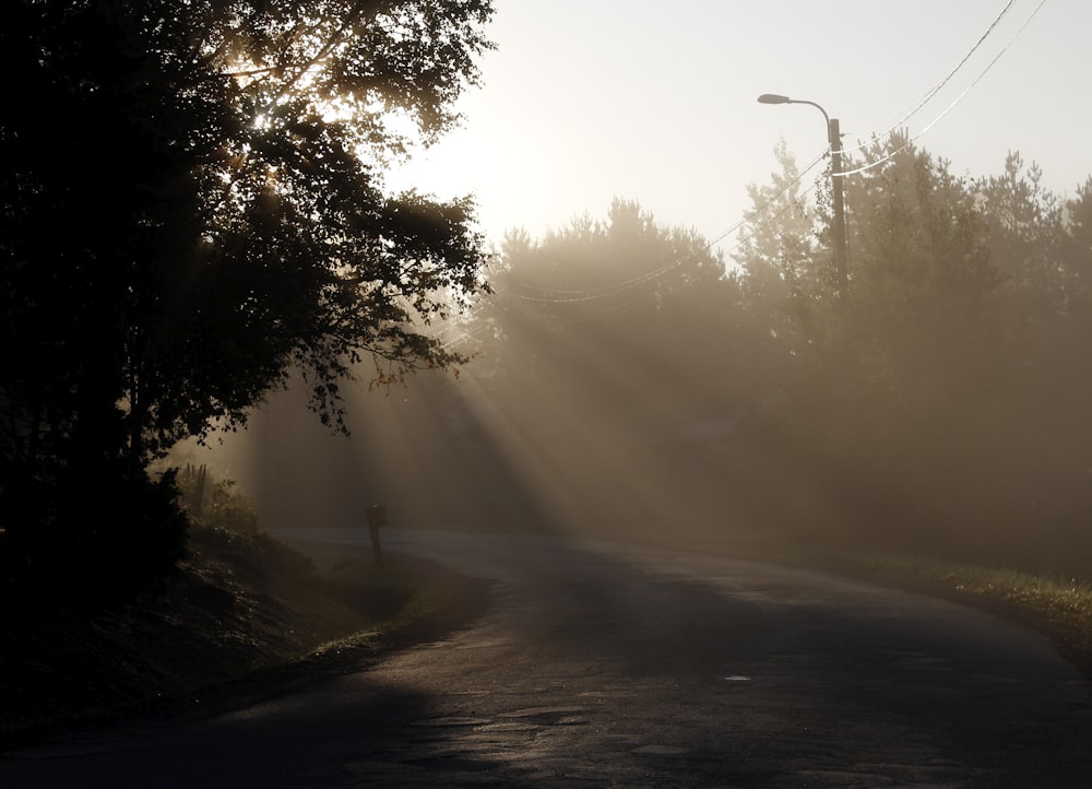 Rayos de sol que atraviesan los árboles