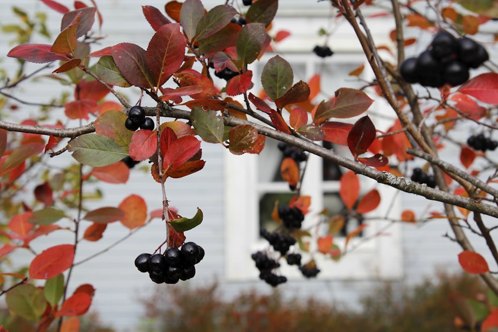 red and black round fruits