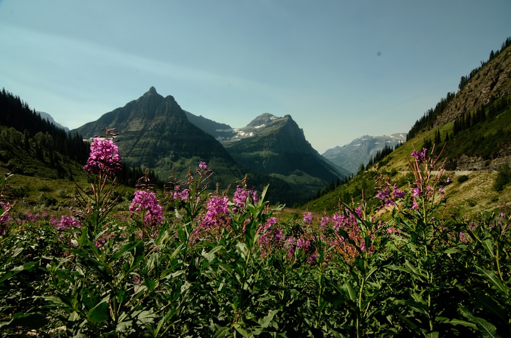 purple flower field near green mountains during daytime