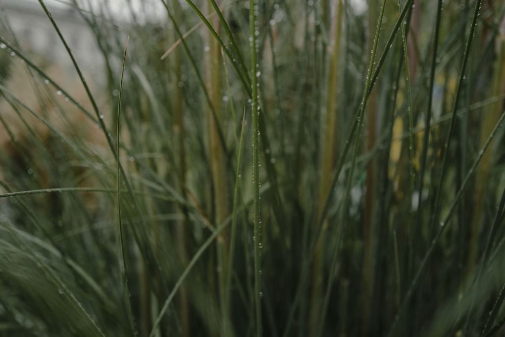 green grass field during daytime