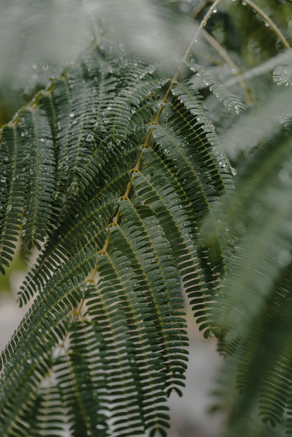 green fern plant in close up photography