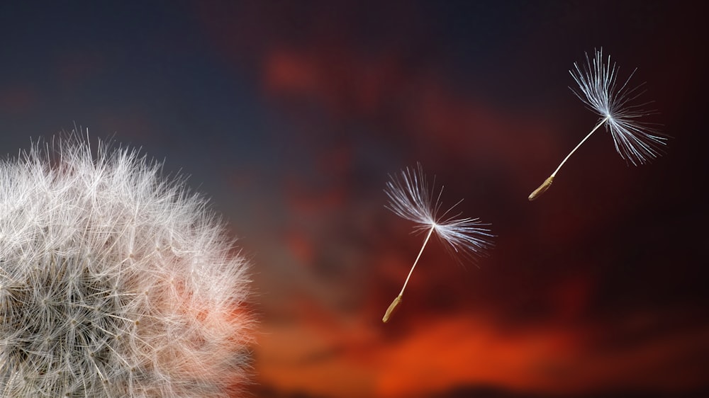 white dandelion in close up photography