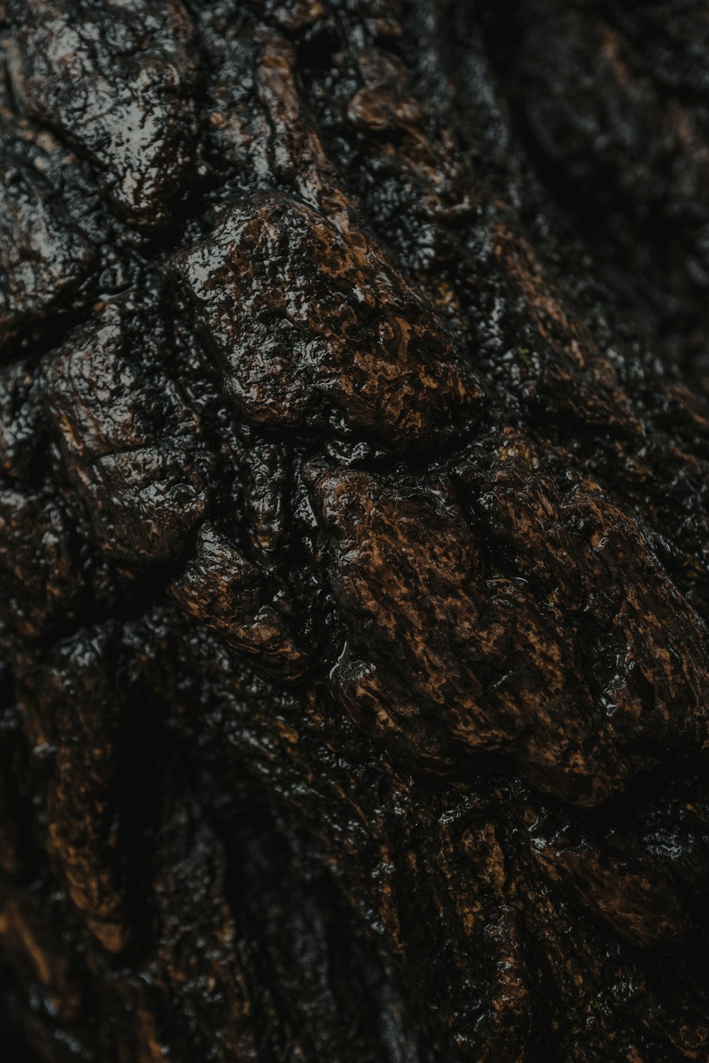 brown and black tree trunk