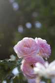 Close-up of delicate pink roses with soft sunlight.