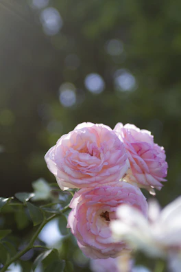 Close-up of delicate pink roses with soft sunlight.