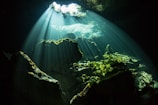 sun rays coming through green trees into a cenote tulum