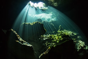 sun rays coming through green trees into a cenote tulum