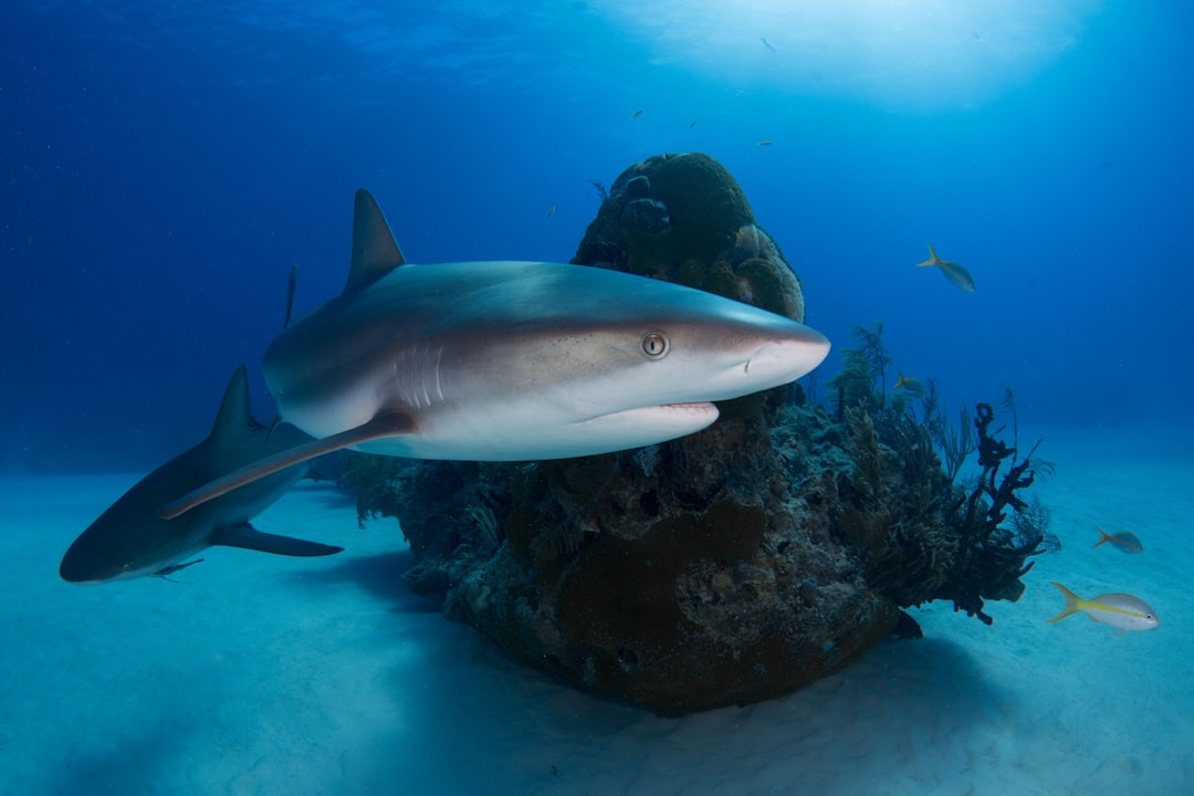  gray shark in body of water shark