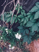 A rustic wooden fence adorned with climbing vines and tiny blossoms.