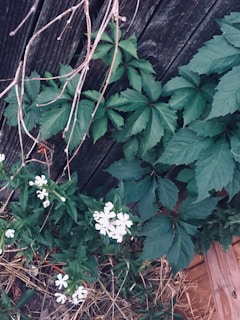 A wooden fence covered with green leafy vines and some delicate white flowers blooming near the bottom. Dry twigs and grass are also visible, suggesting a natural, outdoor setting.