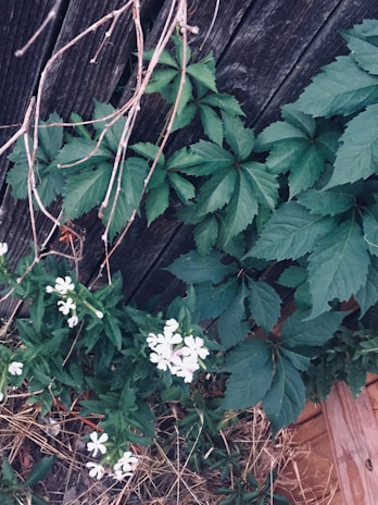 A wooden fence covered with green leafy vines and some delicate white flowers blooming near the bottom. Dry twigs and grass are also visible, suggesting a natural, outdoor setting.