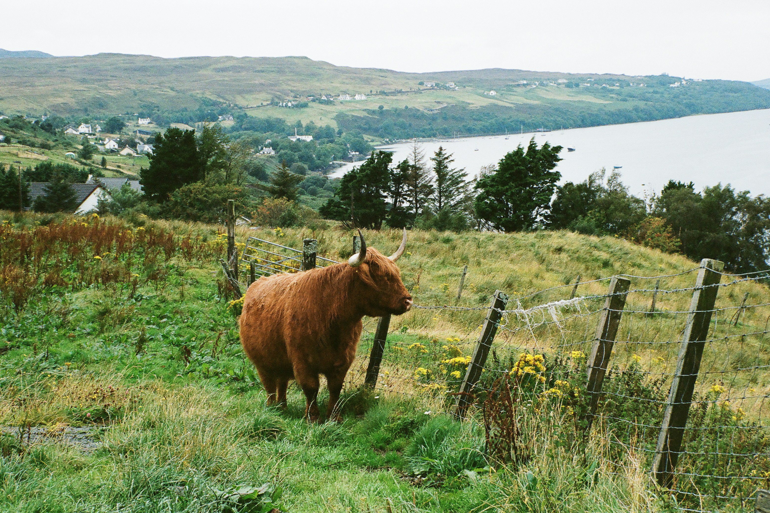 A brown highland cow looks over the Scottish lock while grazing in green pasture on Isle of Skye, Scotland.