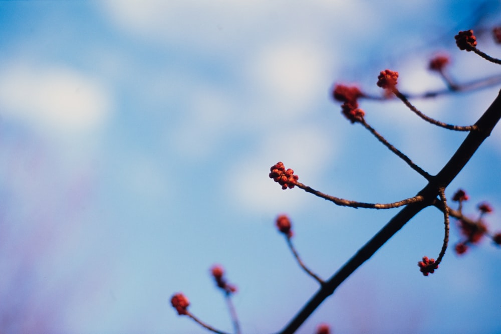 red flower buds in tilt shift lens