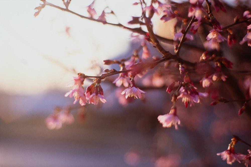 pink and white flower in tilt shift lens