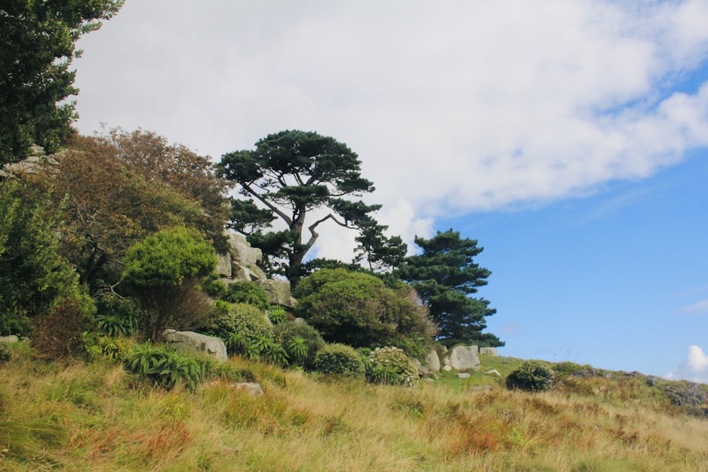 green trees on green grass field under blue sky during daytime